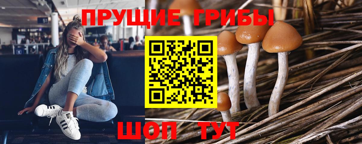Псилоцибиновые грибы Cubensis Майский